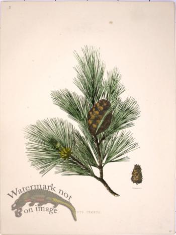 Lawson Pine Cone 12